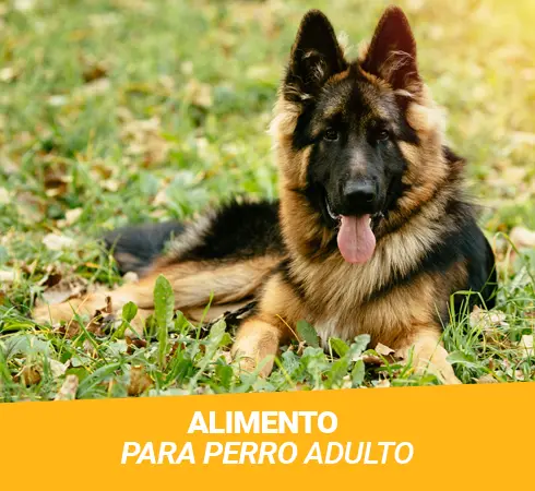 Nustras catagorias de comida para mascotas